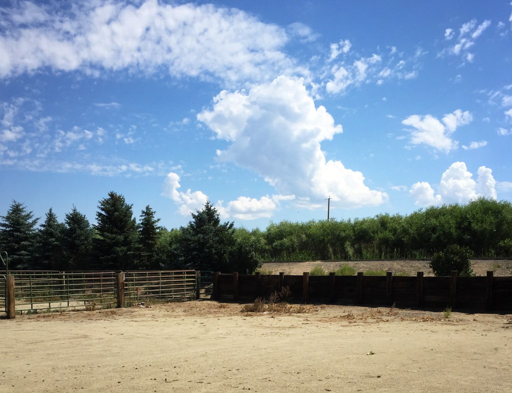 So many wonderful trees.