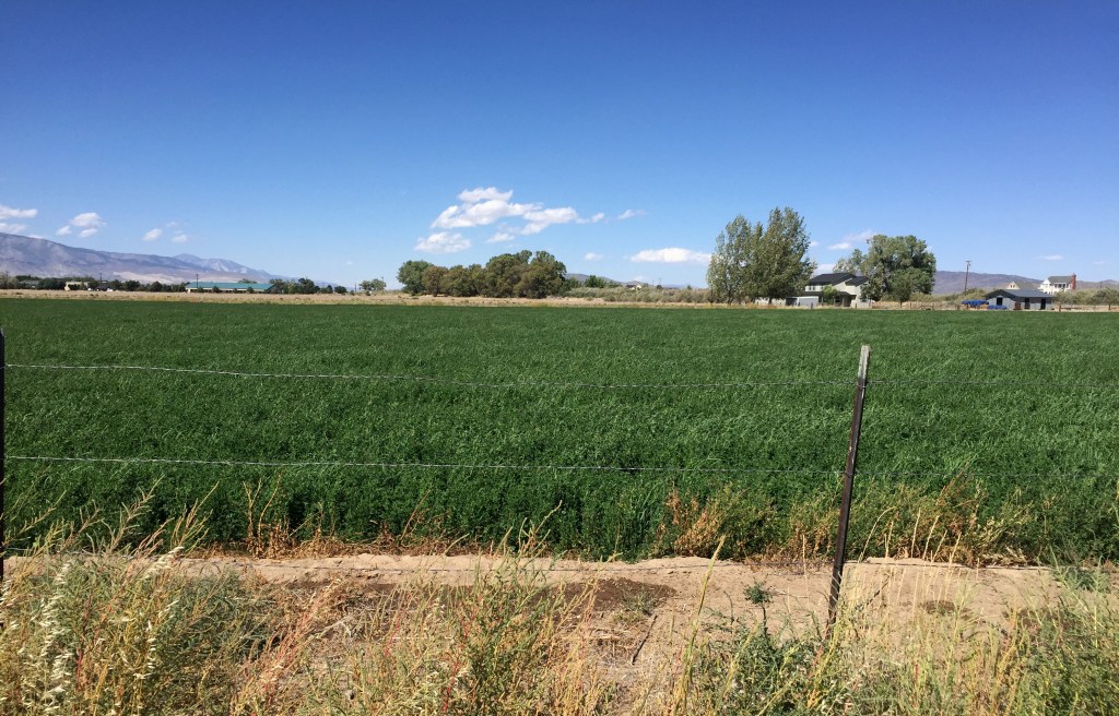 Here is the pasture next to us. Our neighbor restored this pasture a couple of years ago and this is what ours is going to look like. 