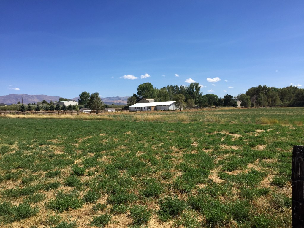 Ok, we looked at this and thought, neat! We have some hay! What we see now is lumpy, weedy, sparse hay. It looks like crap, I can see that now. 