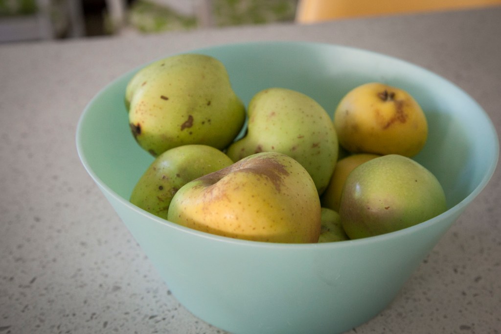 The apples! Their very first appearance. 