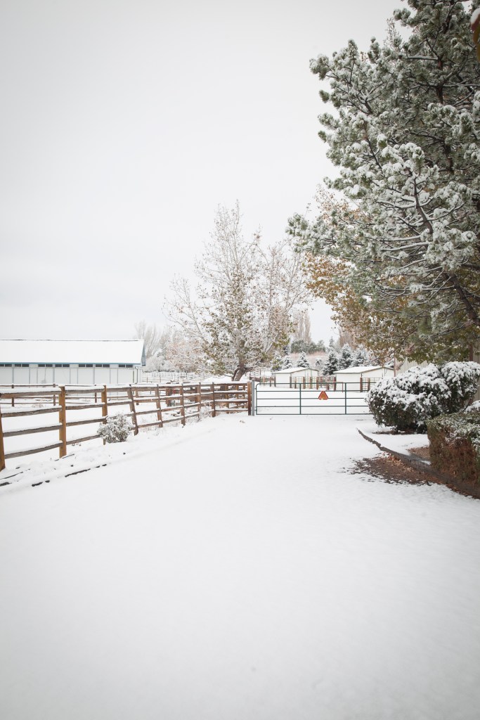 Looking out onto the property, and the horse barn.