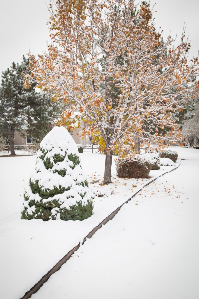 I'm not a fan of the little Christmas Junipers, but I have to admit the snow sure made them cute.
