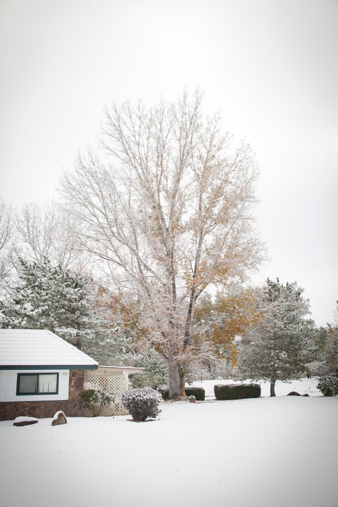 My favorite tree on the property.