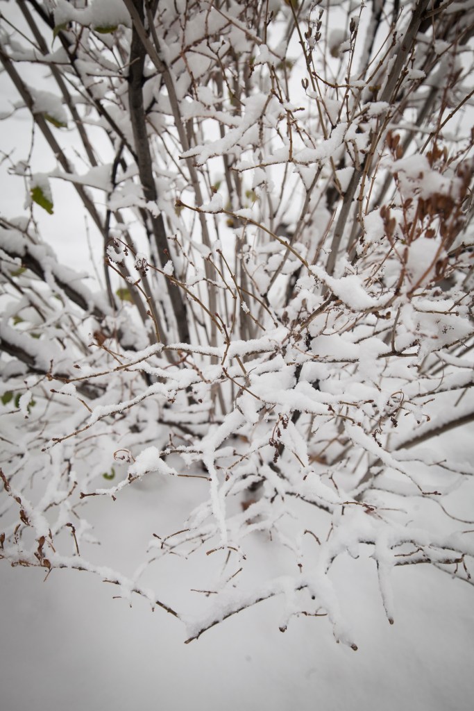 I could walk around all day and look at the snow laying in the plants and covering the leaves. 