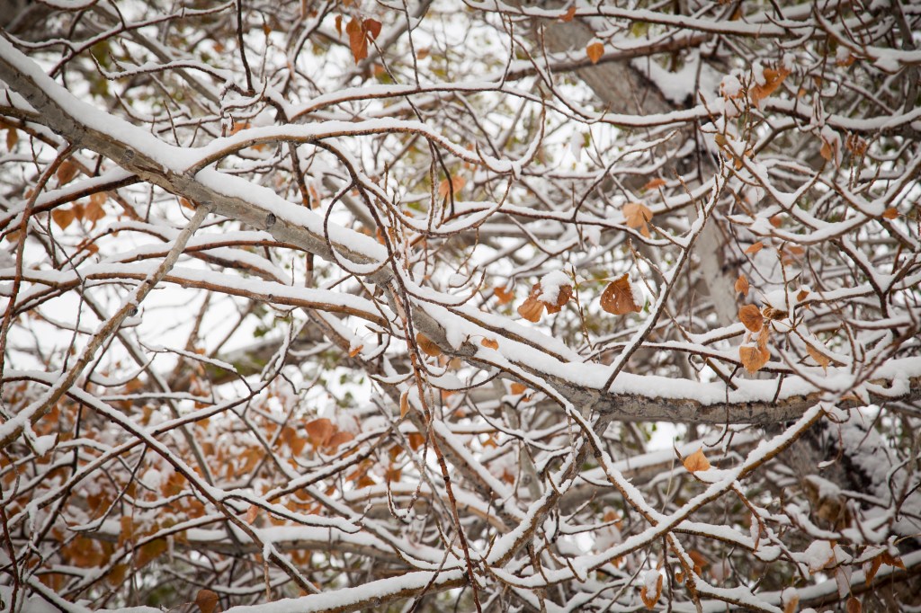 So beautiful seeing the colors of fall through the snow.